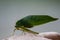 Selective focus closeup of a grasshopper carrying a leaf on a human hand