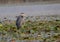 Selective focus closeup of a grey heron bird perching tree branch in a pond