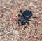 Selective focus closeup of a ground beetle on a pebbly surface