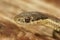 Selective focus closeup on the head of a Northwestern Gartersnake,, Thamnophis ordinoides