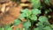 Selective focus closeup of kuppaimeni (Acalypha Indica) plant