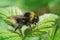 Selective focus closeup of  a male forest cuckoo bumblebee on the leaves