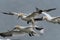 Selective focus closeup of northern gannets (Morus bassanus) during their flight