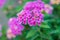 Selective focus closeup of the pink Buddleja flowers