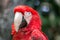 Selective focus closeup of a red and green macaw bird