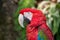 Selective focus closeup of a red and green macaw bird