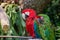 Selective focus closeup of a red and green macaw birds sitting on a stick