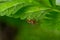 Selective focus closeup on a Red spotted Mirid plant bug, Deraeocoris ruber, sitting on a leaf in the gardenagainst a green