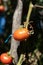 Selective focus closeup of ripe tomato in the withered tomato plant growing in the garden