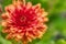 Selective focus closeup shot of a beautiful Dahlia flower growing in a field