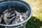 Selective focus closeup shot of a cat lying inside a vintage metal washtub