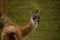 Selective focus closeup shot of a cute guanaco camelid in Torres del Paine National Park, Chile