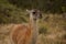 Selective focus closeup shot of a cute guanaco camelid in Torres del Paine National Park, Chile