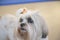 Selective focus closeup shot of a cute white Maltese dog