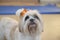 Selective focus closeup shot of a cute white Maltese dog