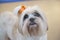 Selective focus closeup shot of a cute white Maltese dog looking up to its owner