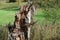 Selective focus closeup shot of a decaying tree trunk in a meadow