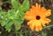 Selective focus closeup shot of the flower from a plant called Calendula