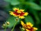 Selective focus closeup shot of a flowering plant called Coreopsis in the meadow