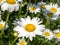 Selective focus closeup shot of the flowers from the flowering plant called Leucanthemum