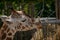 Selective focus closeup shot of a giraffe while eating from hanging wire containers