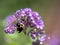 Selective focus closeup shot of a honeybee collecting nectar from the Buddleja flowers