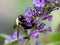 Selective focus closeup shot of a honeybee collecting nectar from the Buddleja flowers