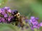 Selective focus closeup shot of a honeybee collecting nectar from the Buddleja flowers
