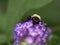 Selective focus closeup shot of a honeybee collecting nectar from the Buddleja flowers