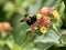 Selective focus closeup shot of a honeybee collecting nectar from the flower of Buddleja plant