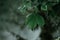 Selective focus closeup shot of the leaves of a plant with water dews because of the rain