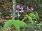 Selective focus closeup shot of pink Lathyrus palustris wild peas in the middle of a forest