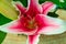 Selective focus closeup shot of a pink Lillium flowering plant growing in the middle of a forest