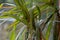 Selective focus closeup shot of a succulent plant called Dracaena