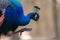 Selective focus closeup shot of a vibrant peacock face