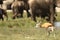 Selective focus closeup shot of a young gemsbok standing  with a herd of elephants in the background