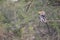 Selective focus closeup of the Southern Yellow-billed Hornbill perching on the tree