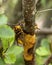 Selective focus closeup of two European hornets perched on a tree branch