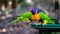 Selective focus closeup of vibrant loriini parrots