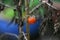 Selective focus closeup of withered tomato plant with ripe tomato hanging