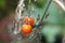 Selective focus closeup of withered tomato plants with a ripe tomato fruit on it