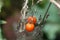 Selective focus closeup of withered tomato plants with a ripe tomato fruit on it