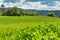 Selective focus clover leave and blue sky. Agricultural landscape in the Czech Republic. Cattle feed. Green clover