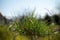 Selective focus of a clump of grass on the ground against a blurry background