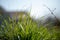 Selective focus of a clump of grass on the ground against a blurry background