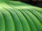 Selective focus conceptual - green banana leaf texture layered leaf / leaves at sunrise with blurry black background.