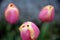 Selective focus on the corollas of three yellow-pink tulips