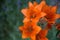 Selective focus on corollas of wild orange flowers, seen from above