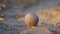 Selective focus on Cricket ball holding on Cricket stadium with sunlight. Old ball closeup