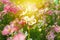 Selective focus on crowd of blossom colourful daisy flowers in the field with light of sunset